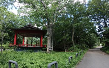 鳴沢熔岩樹型
